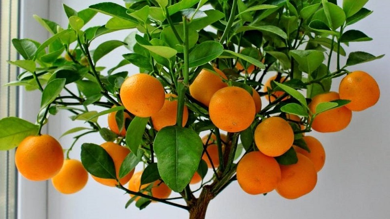 Грижаз портокаловото дърво 