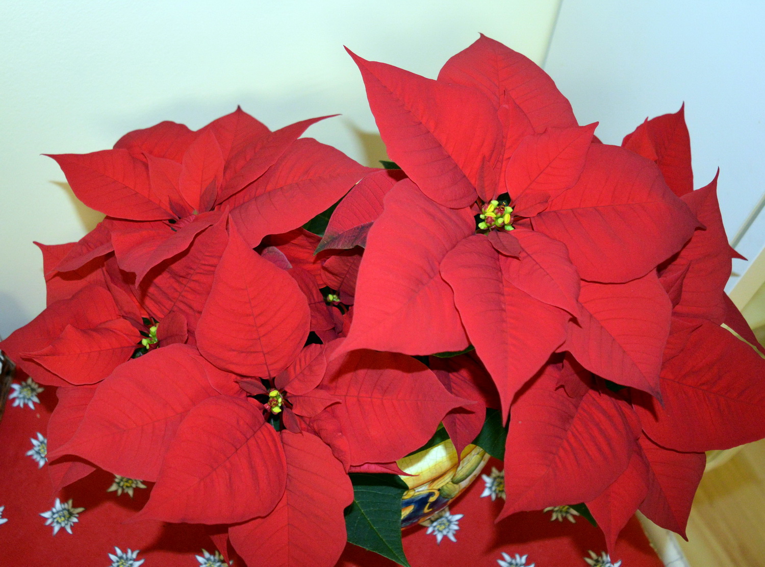 Коледната звезда