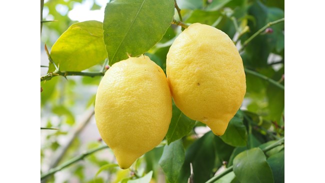 Лимонът през лятото