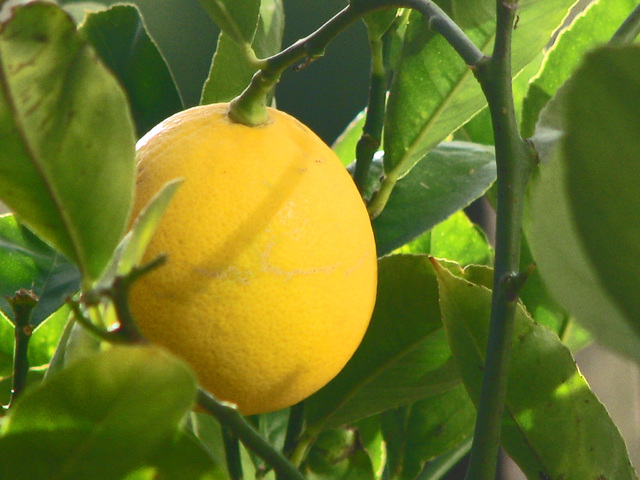 Лимон – отглеждане в домашни условия