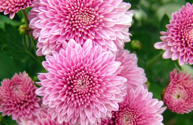 Календар на Градинаря за м. Декември